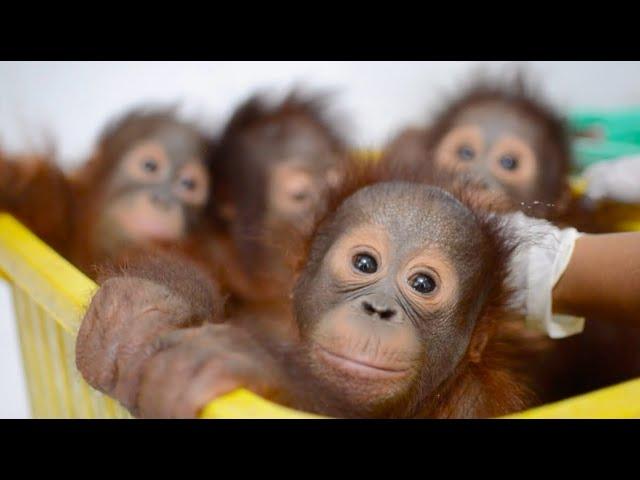 Baby Orangutan Bedtime at the BOS Nyaru Menteng Baby House