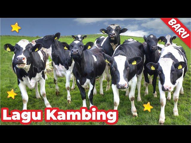 Kambing Lucu Sapi Lucu ANAK KAMBING SAYA ( Caca Marica Hey hey ) -  Lagu Kambing Indonesia Populer