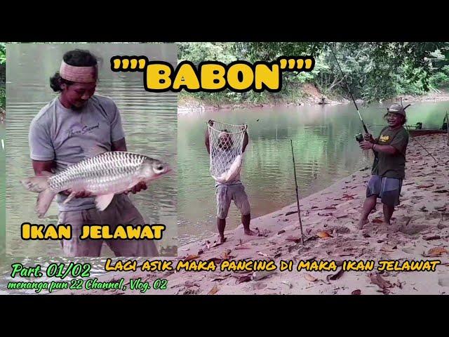 IKAN JELAWAT TERBESAR DI SUNGAI KALIMANTAN KENA PANCING