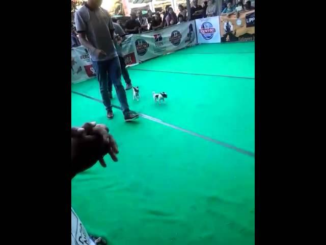 kadek diana Puspita dogshow bali