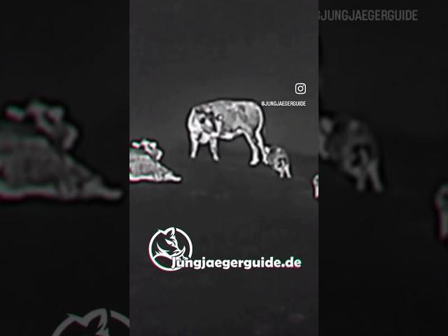 „Der Jungjägerguide“ - Das Jagdbuch!