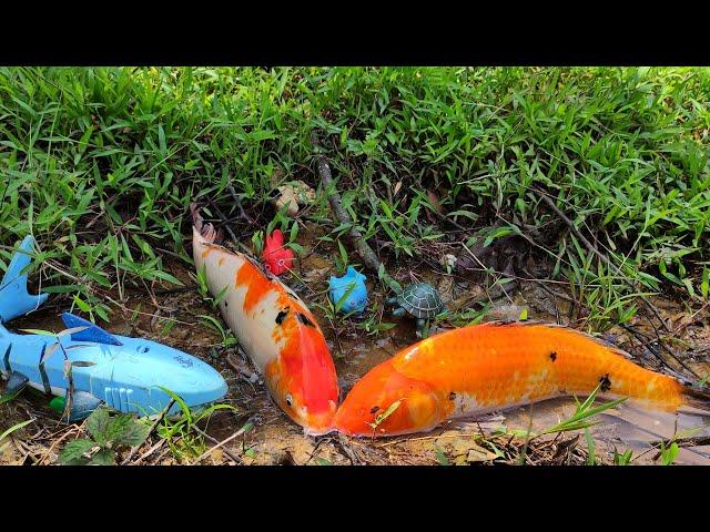 Catch real koi fish, tortoise, squid, iguana, ornamental fish, shark - Part62