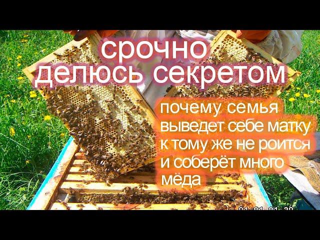 Why did my families collect a lot of honey, they don't swarm, honey is sealed in stores