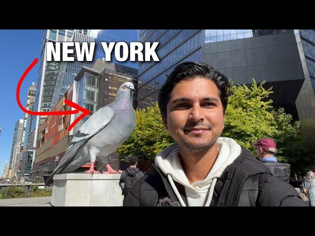 NYC LIVE Giant Pigeons Sculpture on Highline Park at Hudson Yards Manhattan (October 17, 2024)