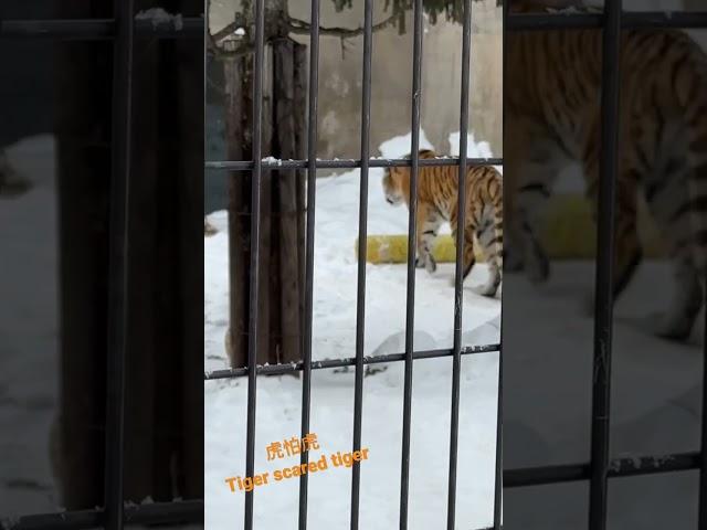 虎怕虎 Tiger scared tiger at Asahiyama Zoo #走吧肥象日常