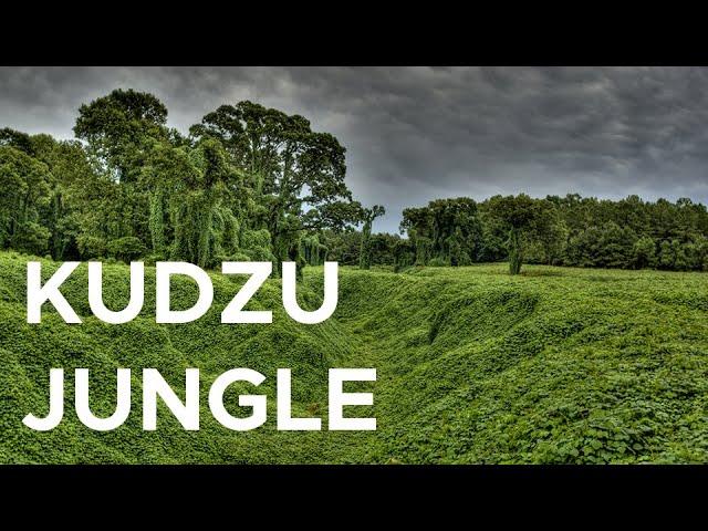 Eating kudzu, the vine that ate the South | Sci NC