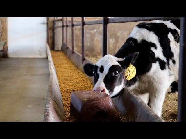 AgweekTV: Livestock Tour - Central MN