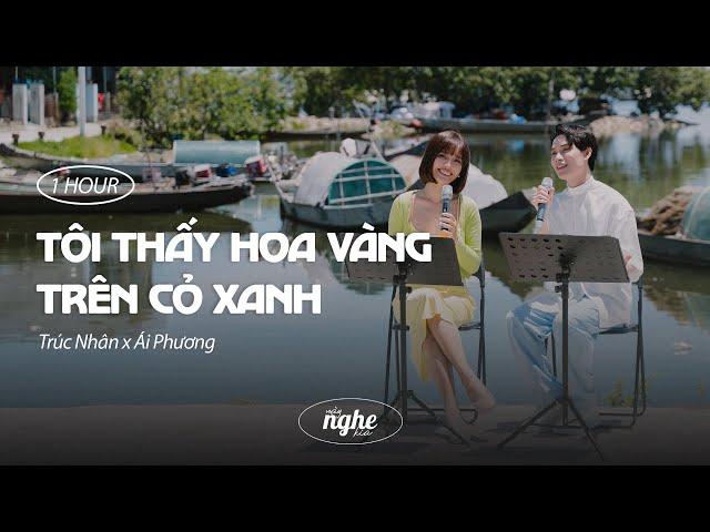 Tôi Thấy Hoa Vàng Trên Cỏ Xanh - Trúc Nhân x Ái Phương | 1 HOUR LOOP