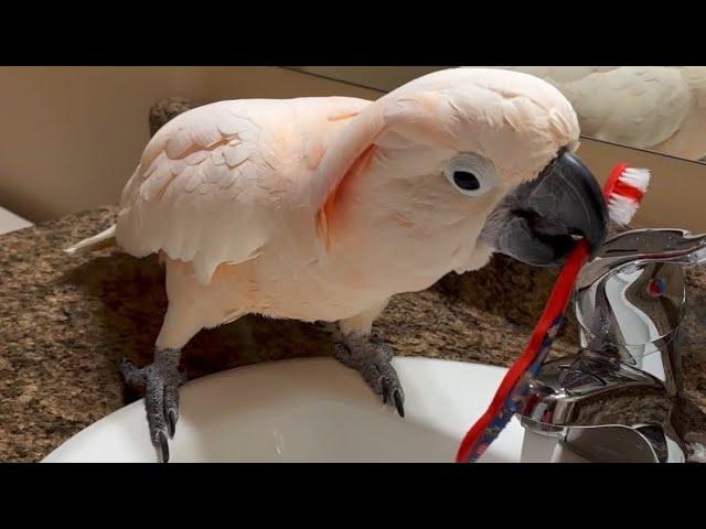 I was brushing my teeth when I heard a little Tap Tap Tap on the door. It's Barney!!