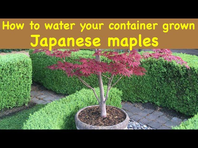 Watering your container grown Japanese maples