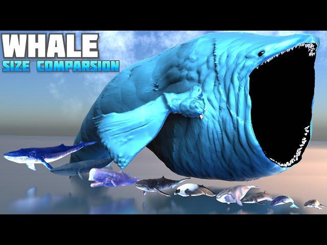WHALE size comparison | Blue Whale | Beluga Whale | Bloop 