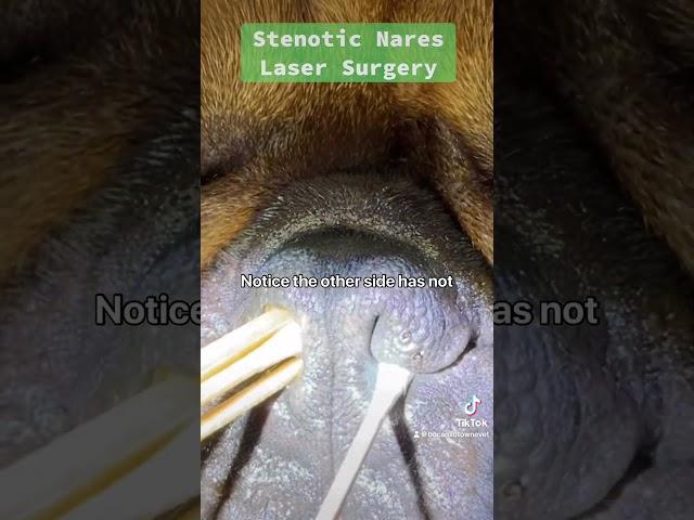 Nose Laser Surgery in Rico The Frenchie with Stenotic Nares