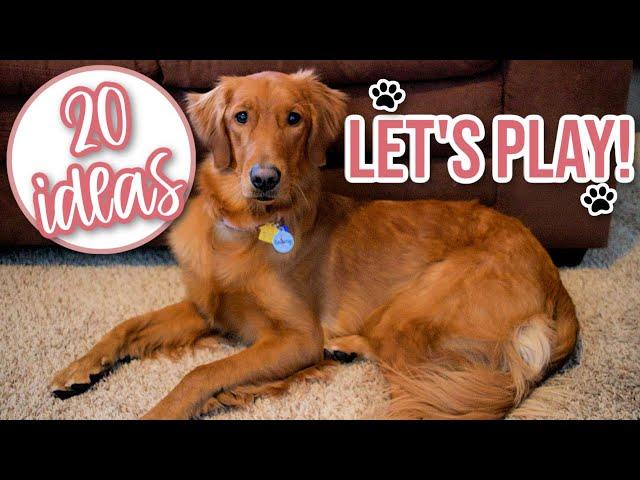 20 Games/Activities To Do With Your Dog | Fun Things To Do With Your Dog