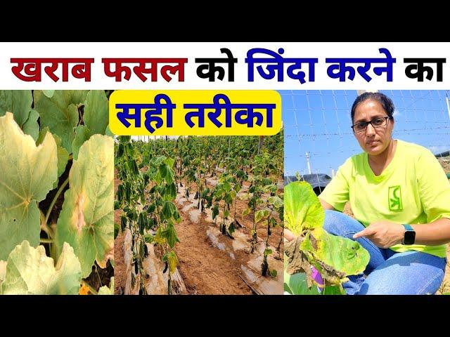 खराब हुई फसल को बेहतर बनाने का  तरीका । Vegetable Farming | Streptocycline uses | copper sulphate