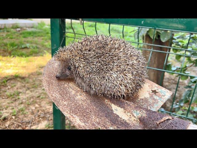 The HEDGEHOG EXPRESS for Hedgehogs Trespassing Our Cat Garden!