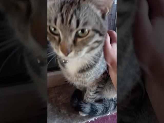 Кулёма