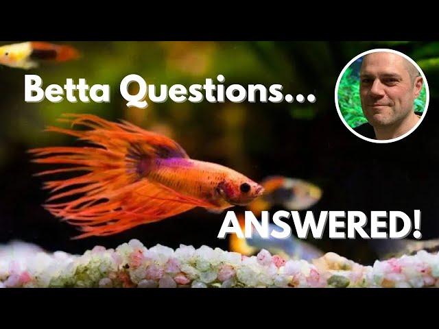 Betta Fish FAQs: Expert Advice for All Your Questions