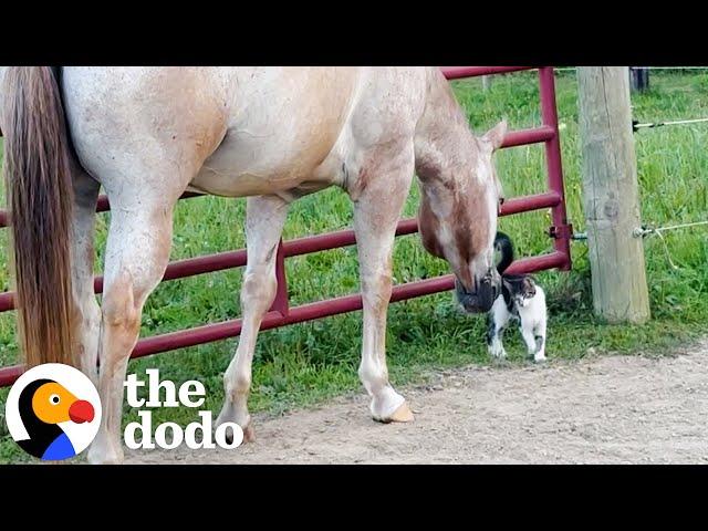 Horses Rescue A Tiny Kitten | The Dodo