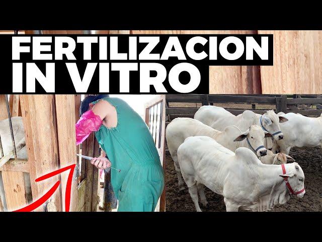 Fertilización In Vitro - Rancho En La Colina, Vacas Fértiles, Bovinos