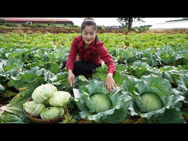 ''Cabbage season'' - Harvest cabbage and cooking - Countryside Life TV