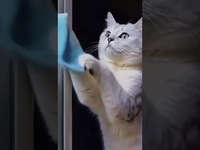 "Был бы у меня такой кот я бы может и не женился".