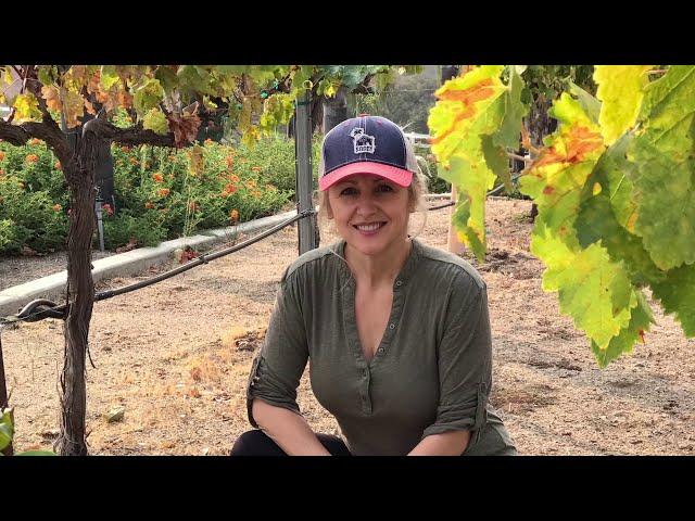 EASY INSTRUCTIONS ON HOW TO PRUNE GRAPE VINES - simplified