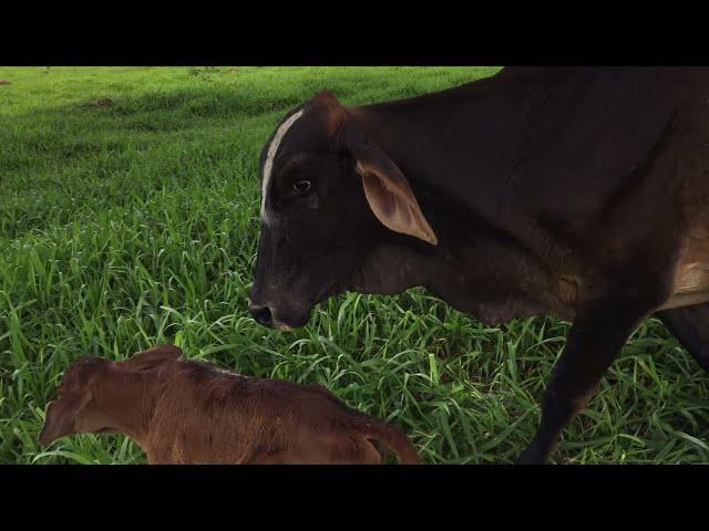  Vaca Estrelão pariu um bezerrão