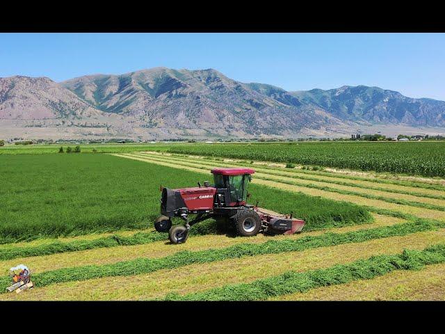 Mowing Irrigated Alfalfa near Tremonton Utah