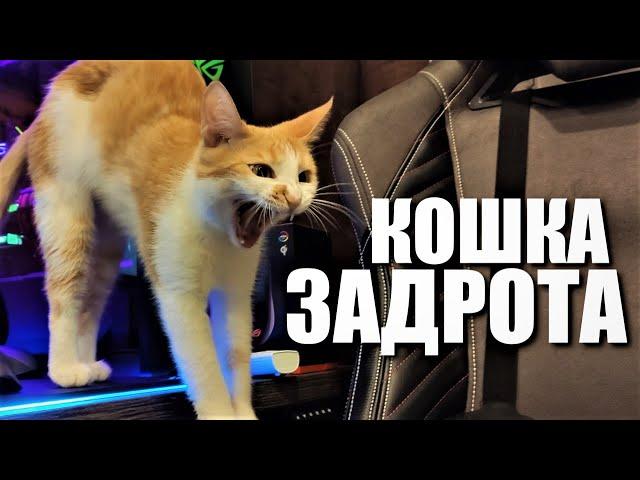 ОБЗОР НА КОШКУ ЗАДРОТА 