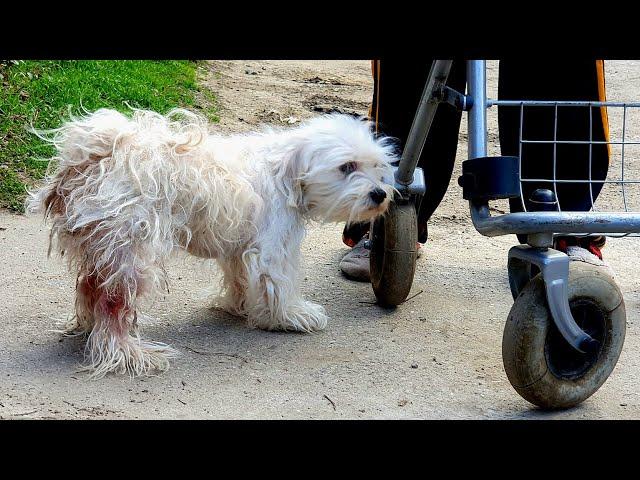 Poor Doggy got Grooming Transformation for FREE