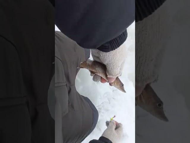 Такую рыбу надо отпускать даже не задумываясь.