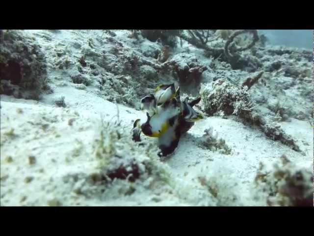 The Dancing Queen of Mabul Island: Flamboyant Cuttlefish