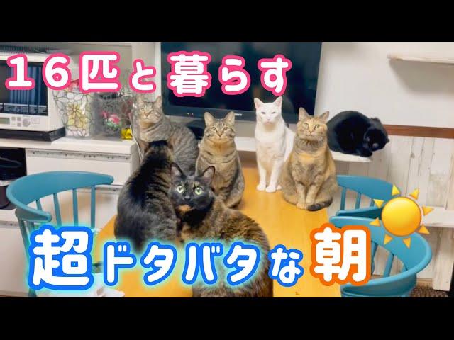 【リアル密着】保護猫多頭飼い実家のモーニングルーティン‼︎