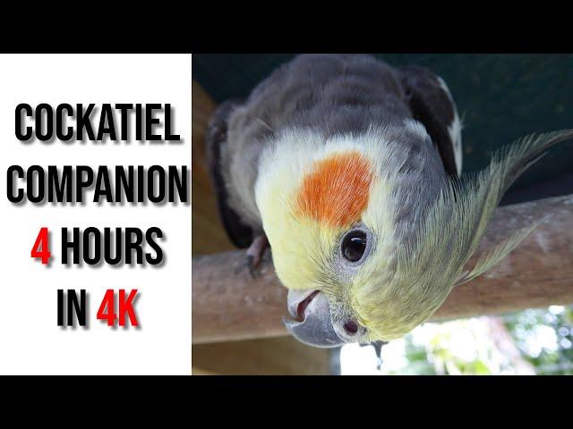 4 Hours of Friends for Your Pet Bird Cockatiel Companion