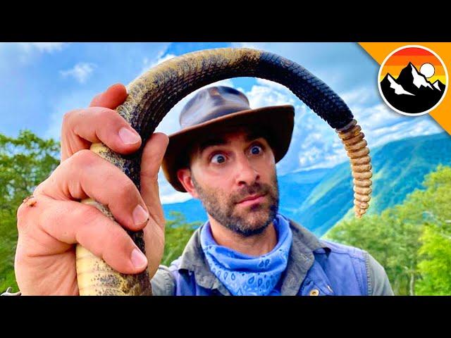 Rattlesnake Rattle - You Won't Believe What's Inside!