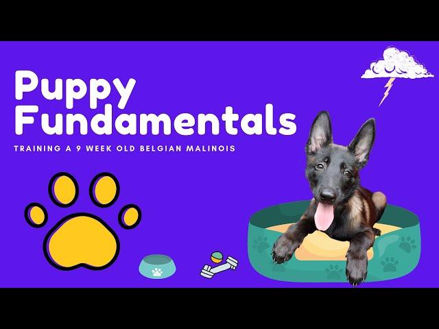 Belgian Malinois Puppy Training | 9 week old puppy, Storm working on the fundamentals