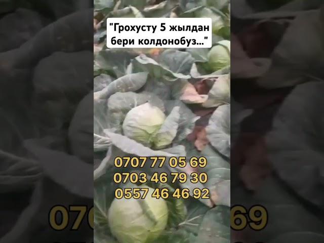 "ГРОХУСТУ 5 ЖЫЛДАН БЕРИ КОЛДОНОБУЗ..."