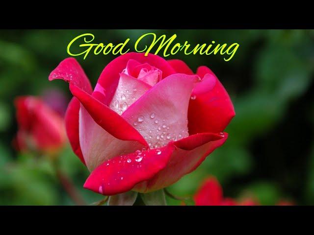 Good Morning Flowers /Nature WhatsApp Status.