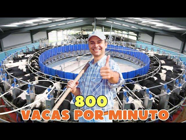 SALA DE ORDEÑO ROTATIVA ¿Cómo logran los granjeros estadounidenses ordeñar MILLONES de VACAS al dia?