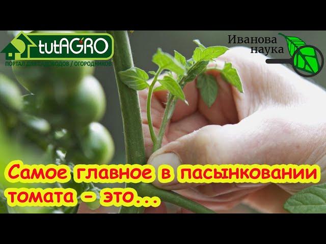 До 40 кистей на 1 растении!  ФОРМИРОВАНИЕ ТОМАТА. Как пасынкованием увеличить урожай.