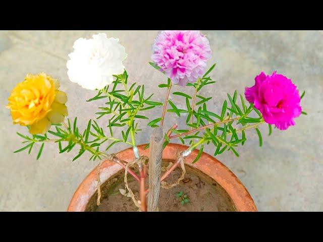 Portulaca Multiple Grafting | Portulaca Plant Grafting | Portulaca Multiple Grafting on Single Plant