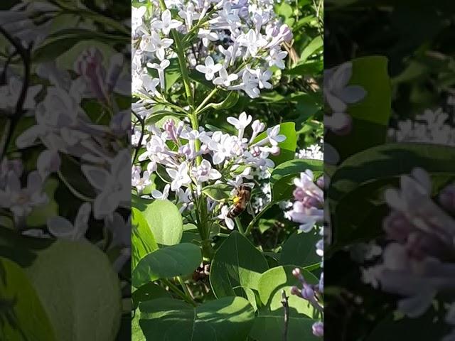 пчелы собирают пыльцу и нектар с сирени!!