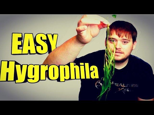 EASY Aquarium Plant | Hygrophila Willow (AKA Hygrophila Angustifolia)