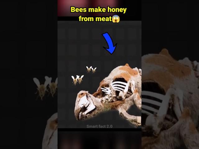 How to make vulture bee honey#viralfacts