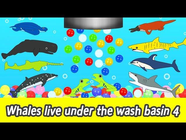 [EN] Whales live under the wash basin 4, kids animals animation, whales adventureㅣCoCosToy