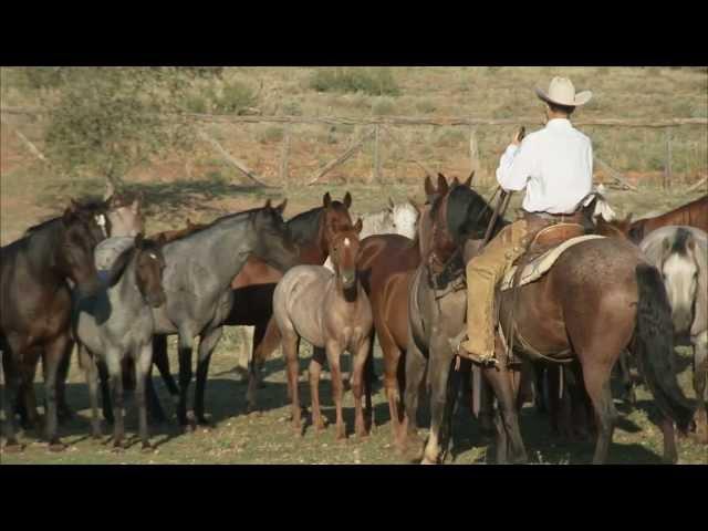 Tongue River Ranch - American Quarter Horse Program