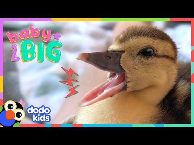 Watch This Duck Hatch From Her Egg And Grow SO BIG! | Dodo Kids | Baby 2 Big