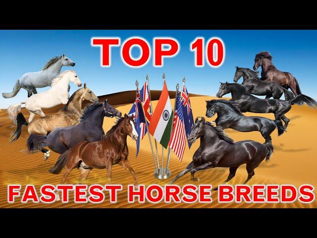 Top 10 Fastest Horse Breeds in the World | Country's Best |  Top Speed