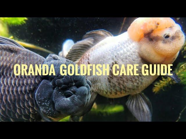 Caring for Oranda Goldfish!