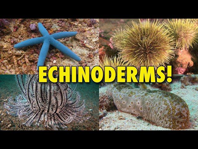 The Spiny World of Echinoderms! | JONATHAN BIRD'S BLUE WORLD